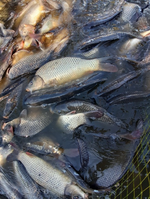 Зарибок білого амура, товстолоба, карася, щуки, судака, коропа. Достав Біла Церква - зображення 2