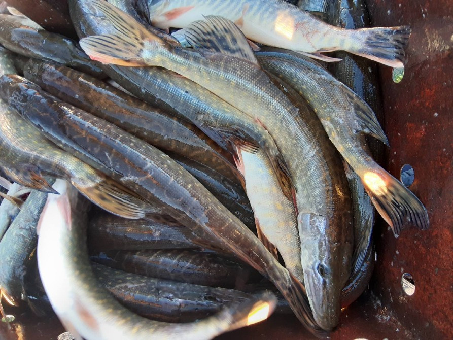 Зарибок судака, коропа, карася, товстолоба, щуки, білого амура Біла Церква - зображення 5