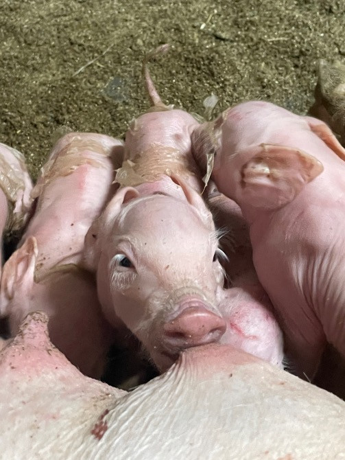 Продаються поросята: Петрен, дюрок, максимус Коростишів - зображення 2