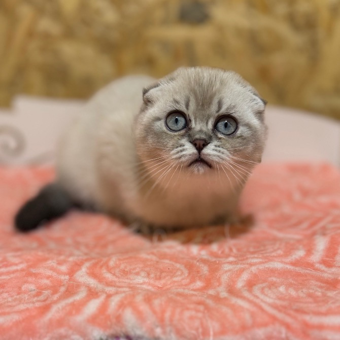 Шотландские котята с питомника Харків - зображення 5