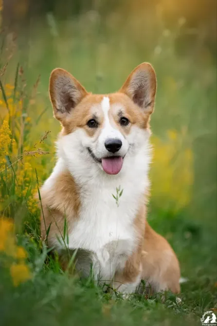 Дуже красивий хлопчик вельш коргі пемброк Харків - зображення 2