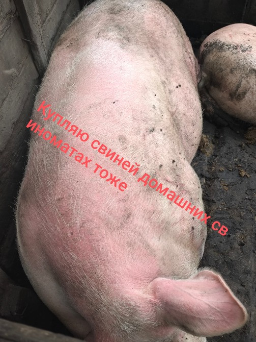 Куплю свиней Полтава - зображення 1
