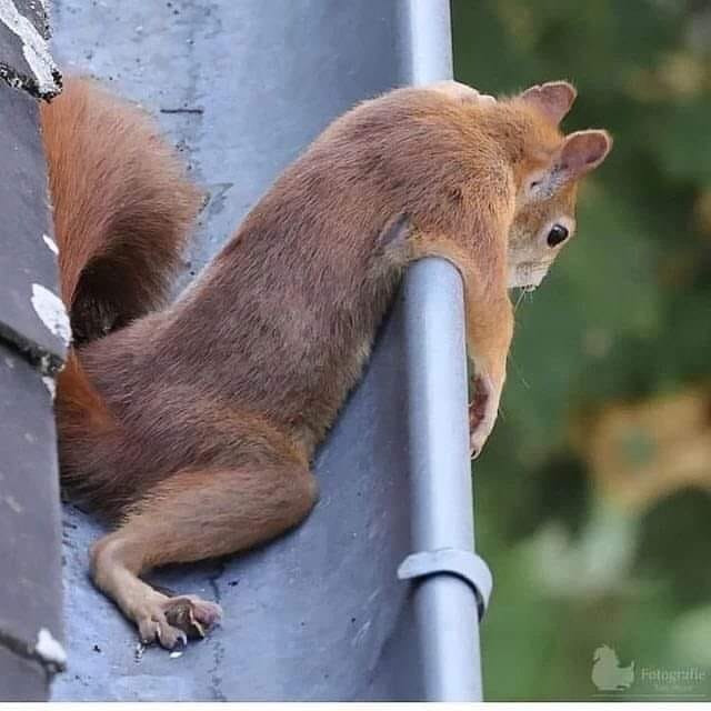 Белка Днепр купить продажа Дніпро - зображення 1