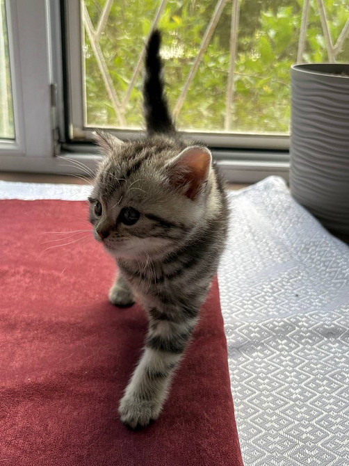 Щотландські мармурові нв сріблі прямовухі кошенята Scottish straight Київ - зображення 2