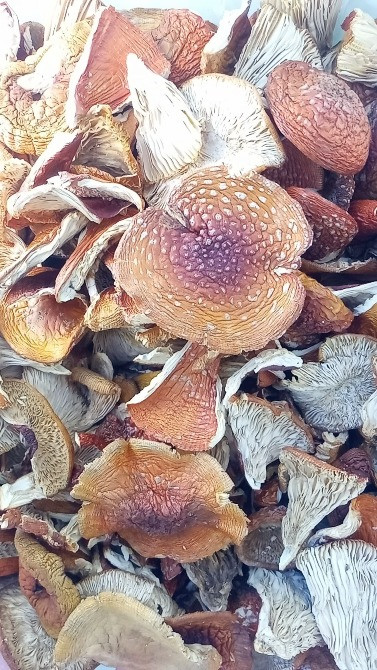 Мухомор червоний 2024 Черкаси - зображення 5