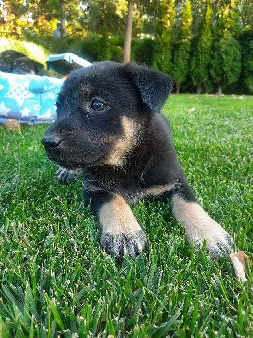 Віддам цуценят в добрі руки Харків - зображення 4