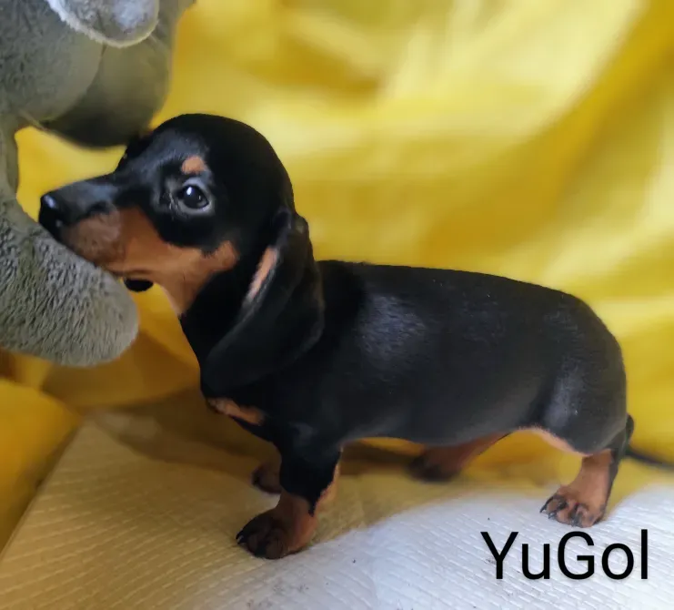 Такса мініатюрна Біла Церква - зображення 5