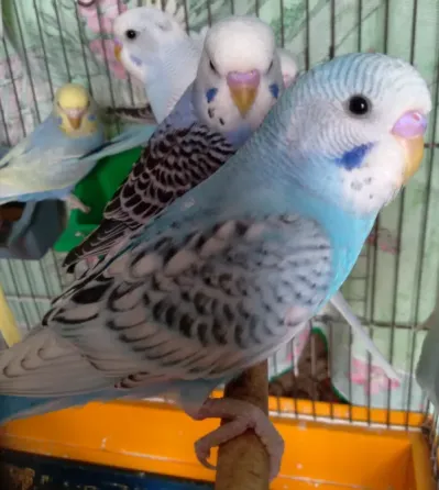 Волнистые попугаи. Птенчики. Розница и Опт Харків