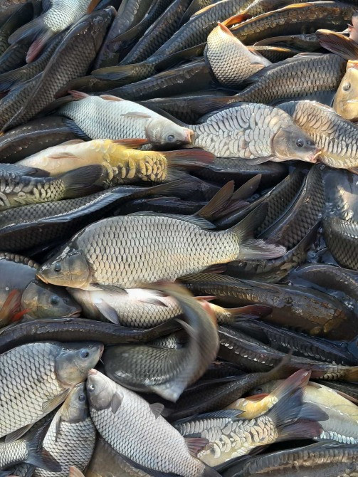 Зарибок судака, коропа, карася, товстолоба, щуки, білого амура Біла Церква - зображення 4