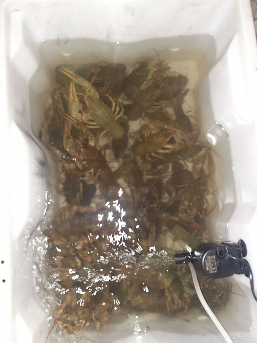 Продам раков Харків - зображення 3