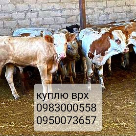 куплю коров, быков, лошадей Харків - зображення 1