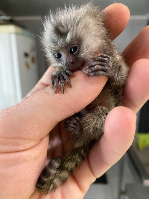 Ручная обезьяна игрунка обезьянка мармозетка Одеса - зображення 1