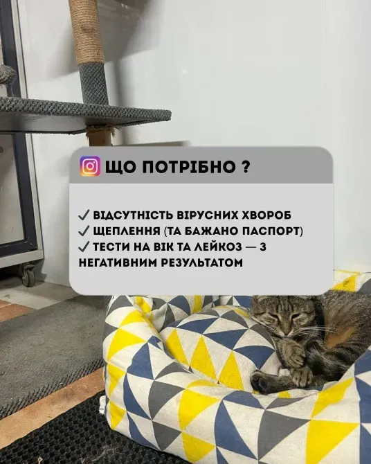 Перетримка для котиків. Котоготель Київ - зображення 2