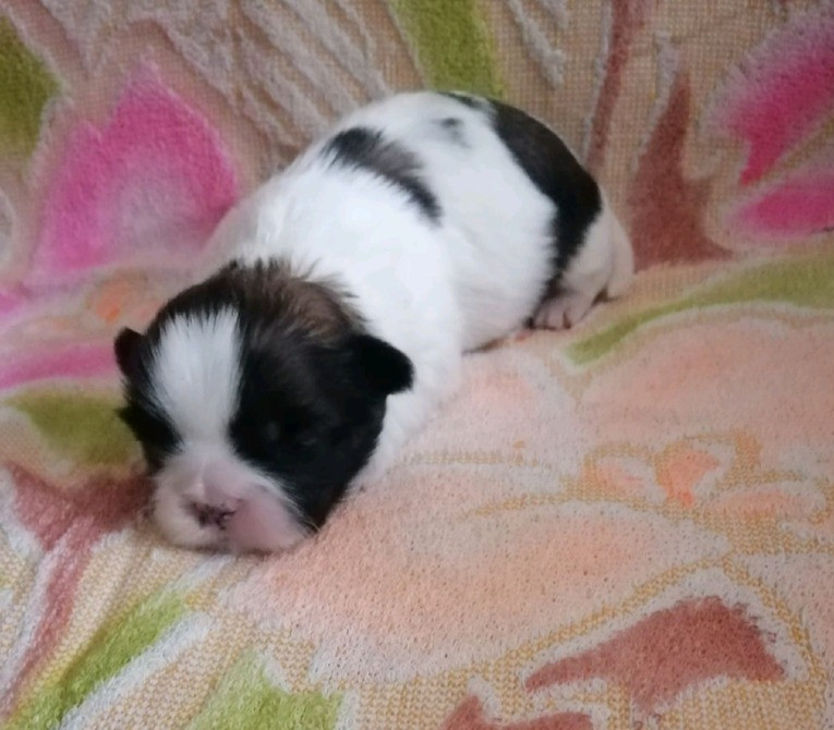 Ши-Тцу резерв, девочка Одеса - зображення 1