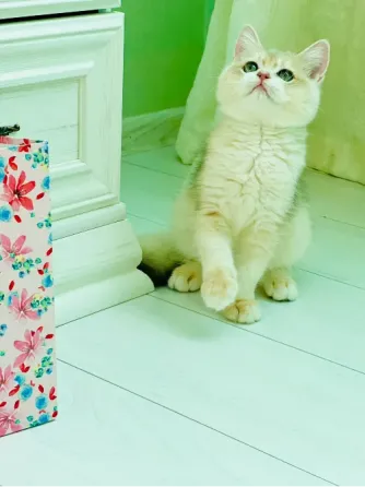 Голубе золото Київ