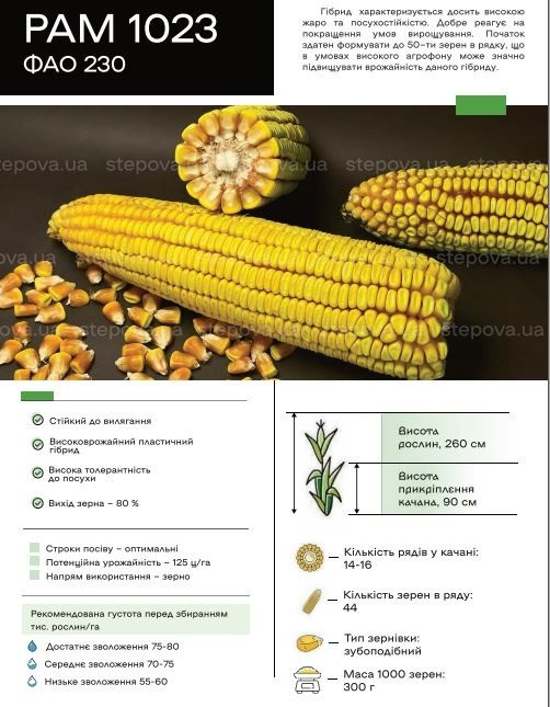 продам насіння кукурудзи Хотин, Хортиця, Прайм, Фієста, Рам -1023 Дніпро - зображення 2