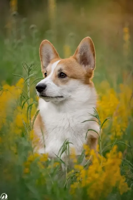 Дуже красивий хлопчик вельш коргі пемброк Харків - зображення 4